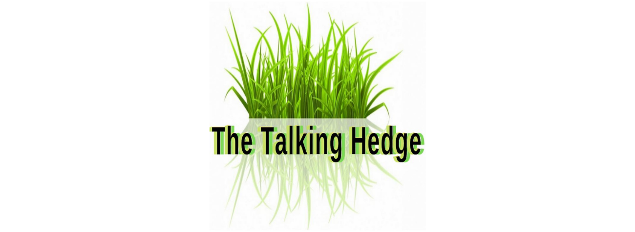 Interview- The Talking Hedge