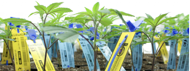 Cannabis Plants with RFID Tags