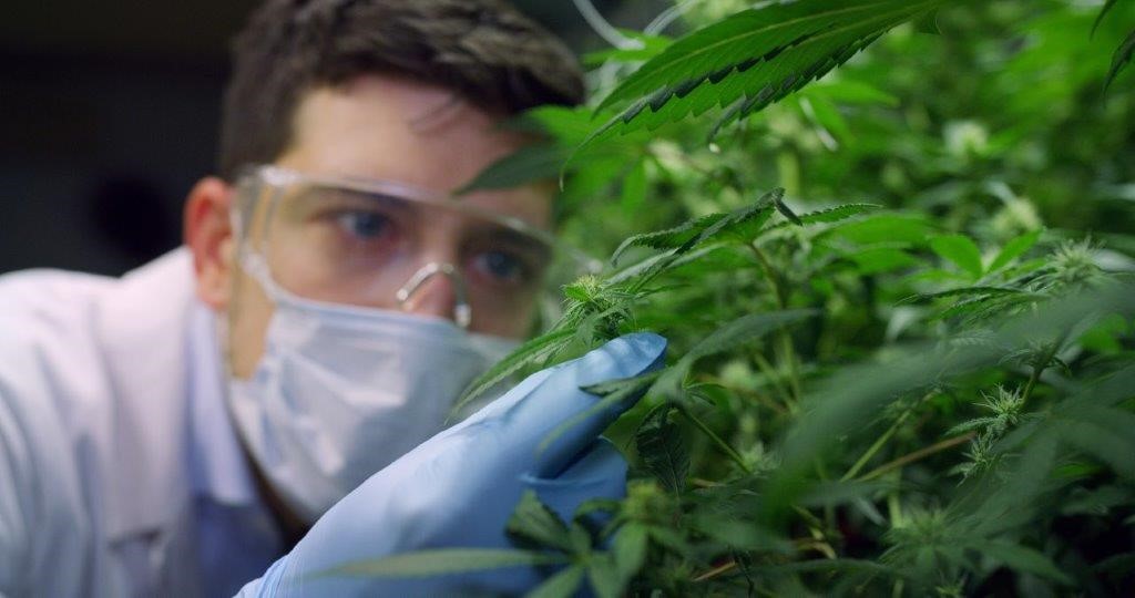 Cultivating Better Business Operations: Cannabis in Colorado
