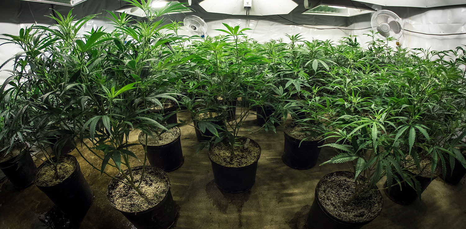The U.S. Farm Bill and Cannabis – A Good Start
