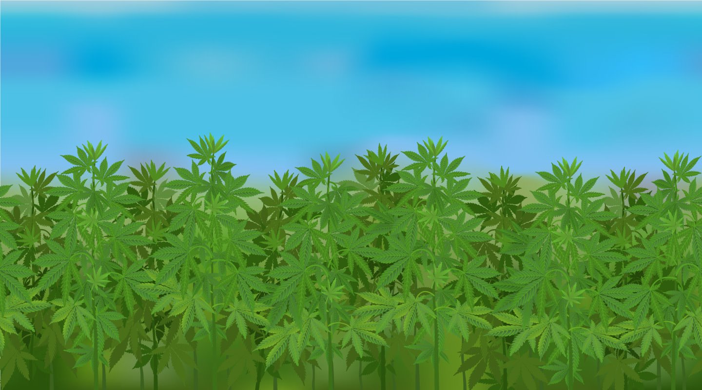 Lost in the Shuffle: Hemp Production