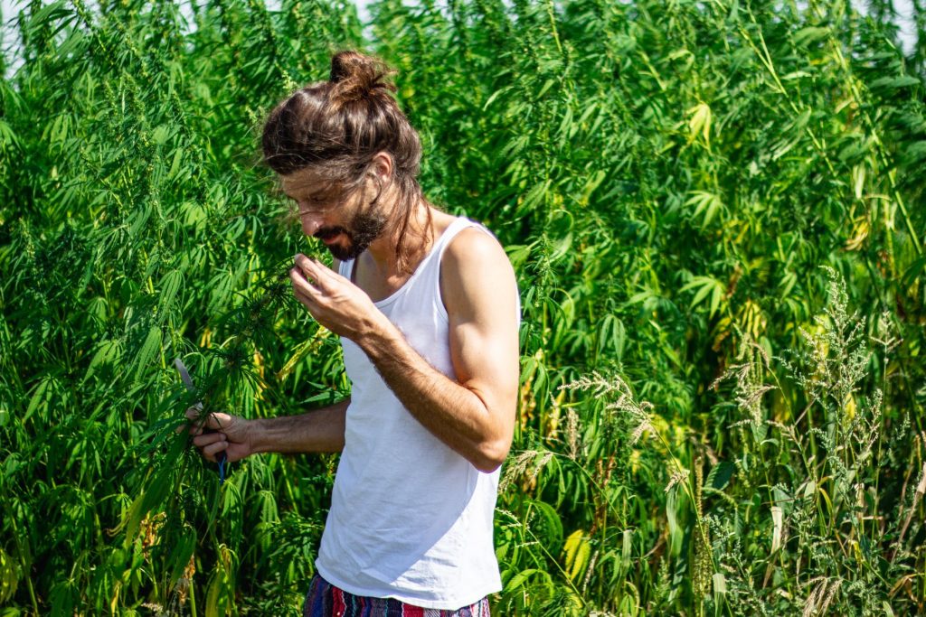 Marijuana Grower in Field