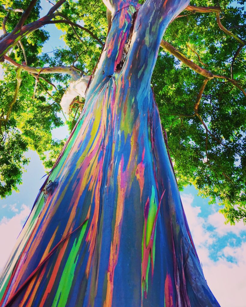 Cannabis Rainbow Tree